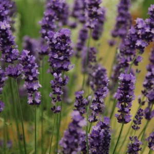 Loddon Blue English Lavender Plants in 2 Litre Pot